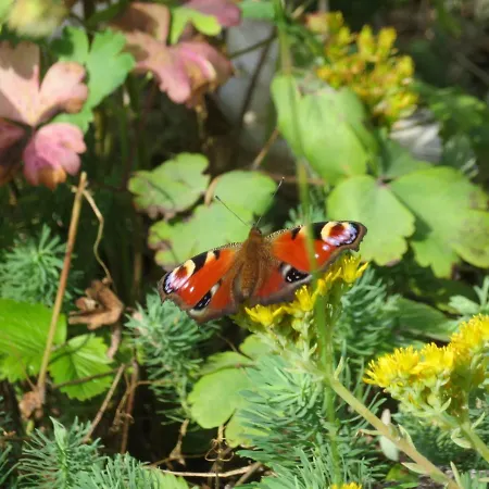 Waldblick Hohenberg an der Eger