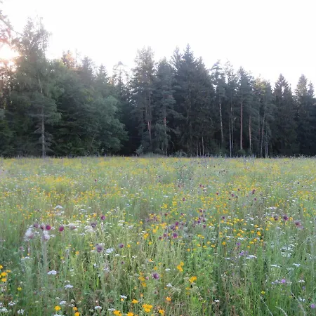 Waldblick