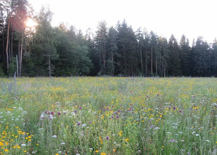 Waldblick