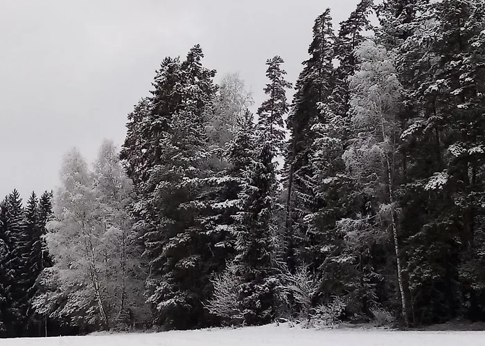 Waldblick Hohenberg an der Eger